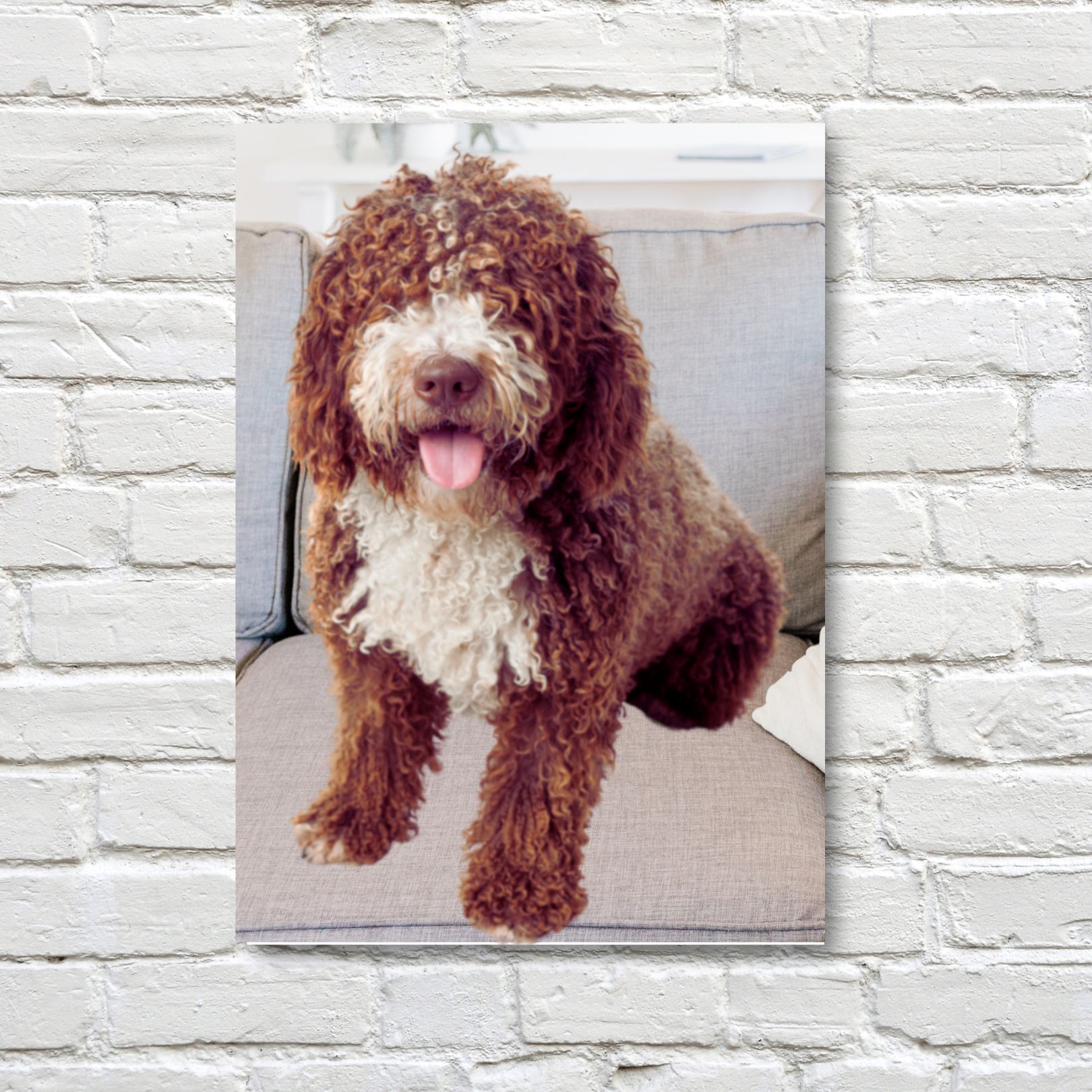 Poodle on a couch customer portrait before