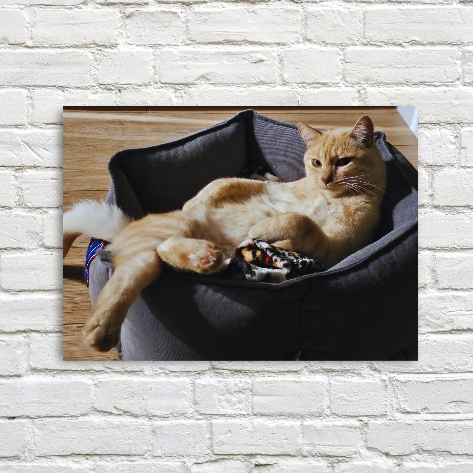Cat custom made portrait before